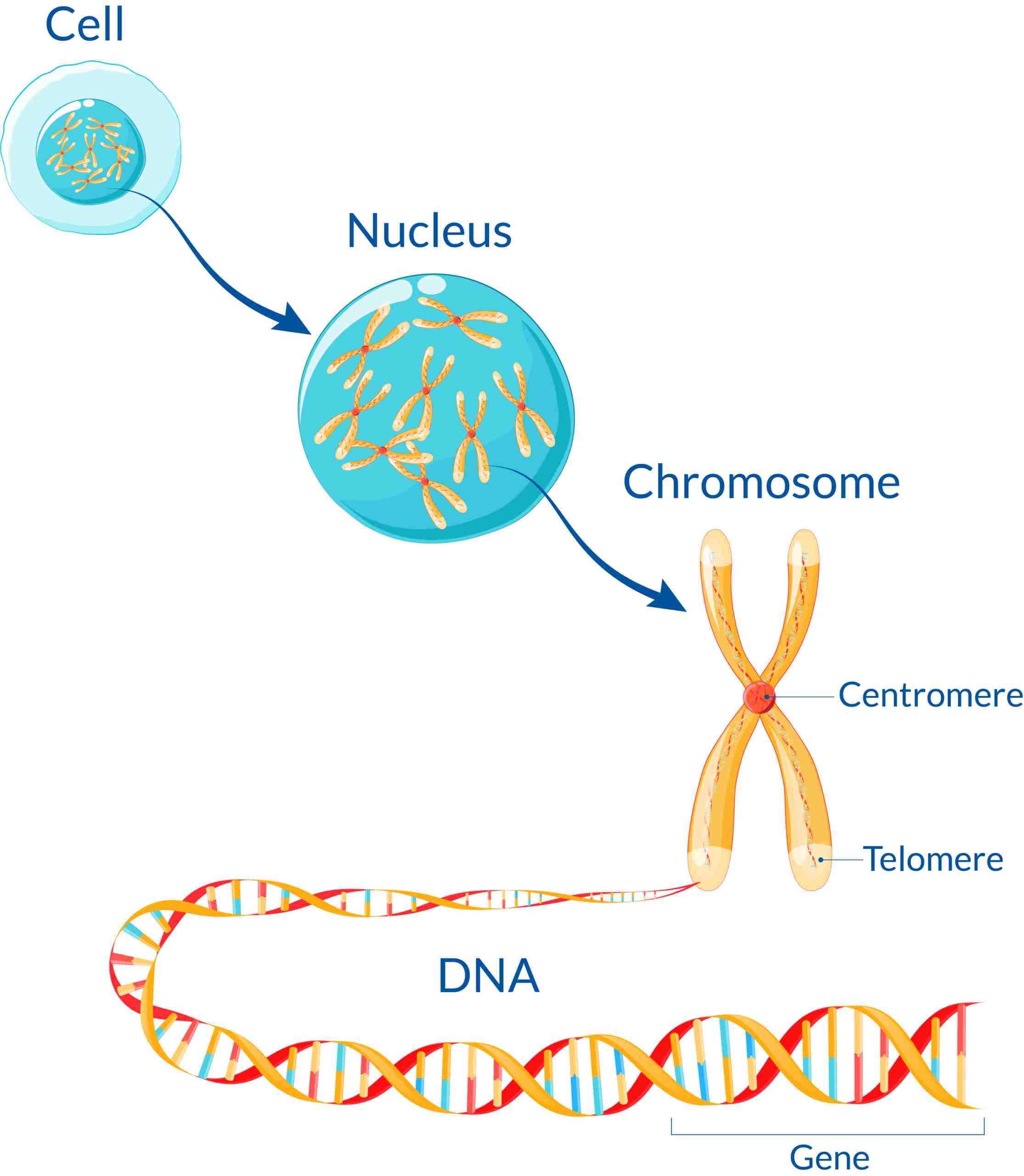 Why Genetic Testing Medicover Genetics